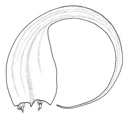 Sanionia uncinata, stem leaf. Drawn from J. Lewinsky 74.497, CHR 240404.
 Image: R.C. Wagstaff © Landcare Research 2014 